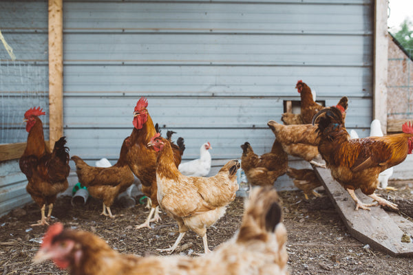 Plastic Free July Day 11 -  Eat Less Meat