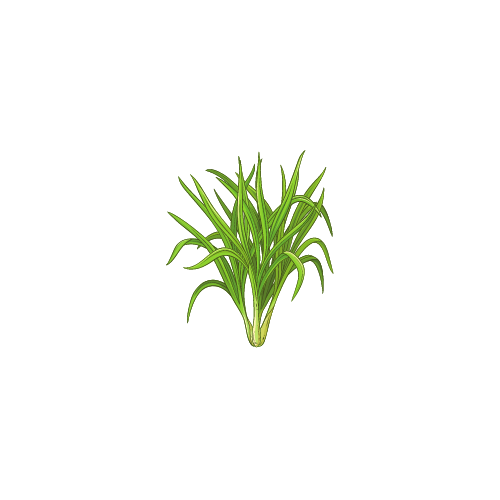 Organic Essential Oils