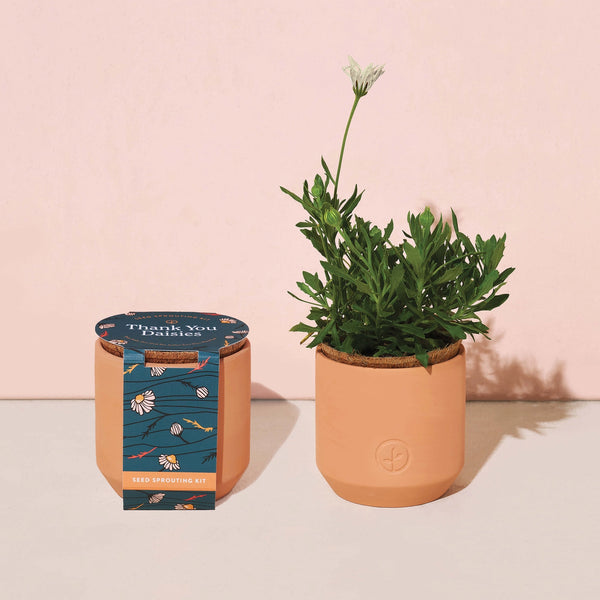 Tiny Terracotta Grow Kit