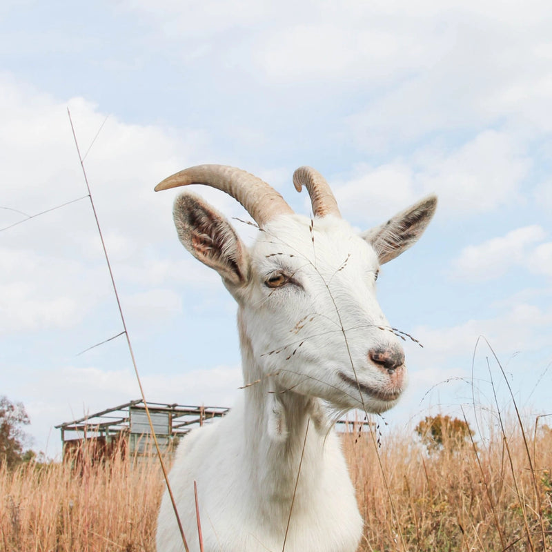 Hand & Body Bar, with Goat Milk