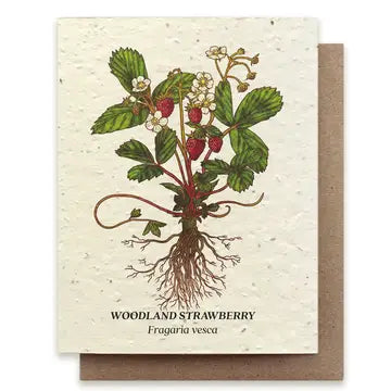 Plantable Seed Cards - New Designs!