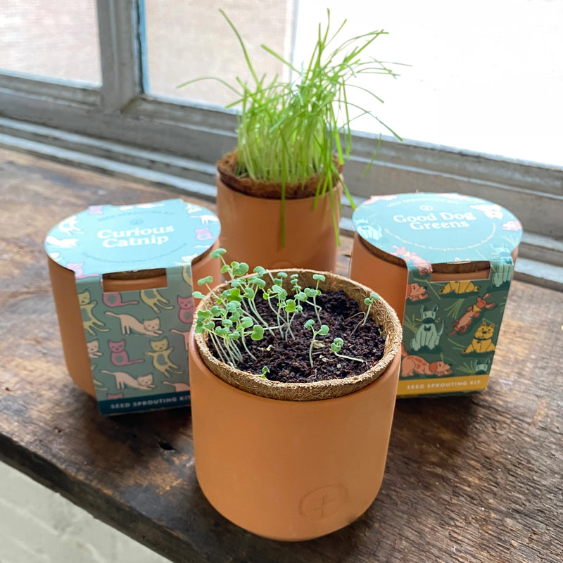 Tiny Terracotta Pet Grow Kits