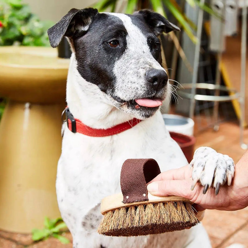 Dog/Pet Grooming Brush - All Natural, Handmade