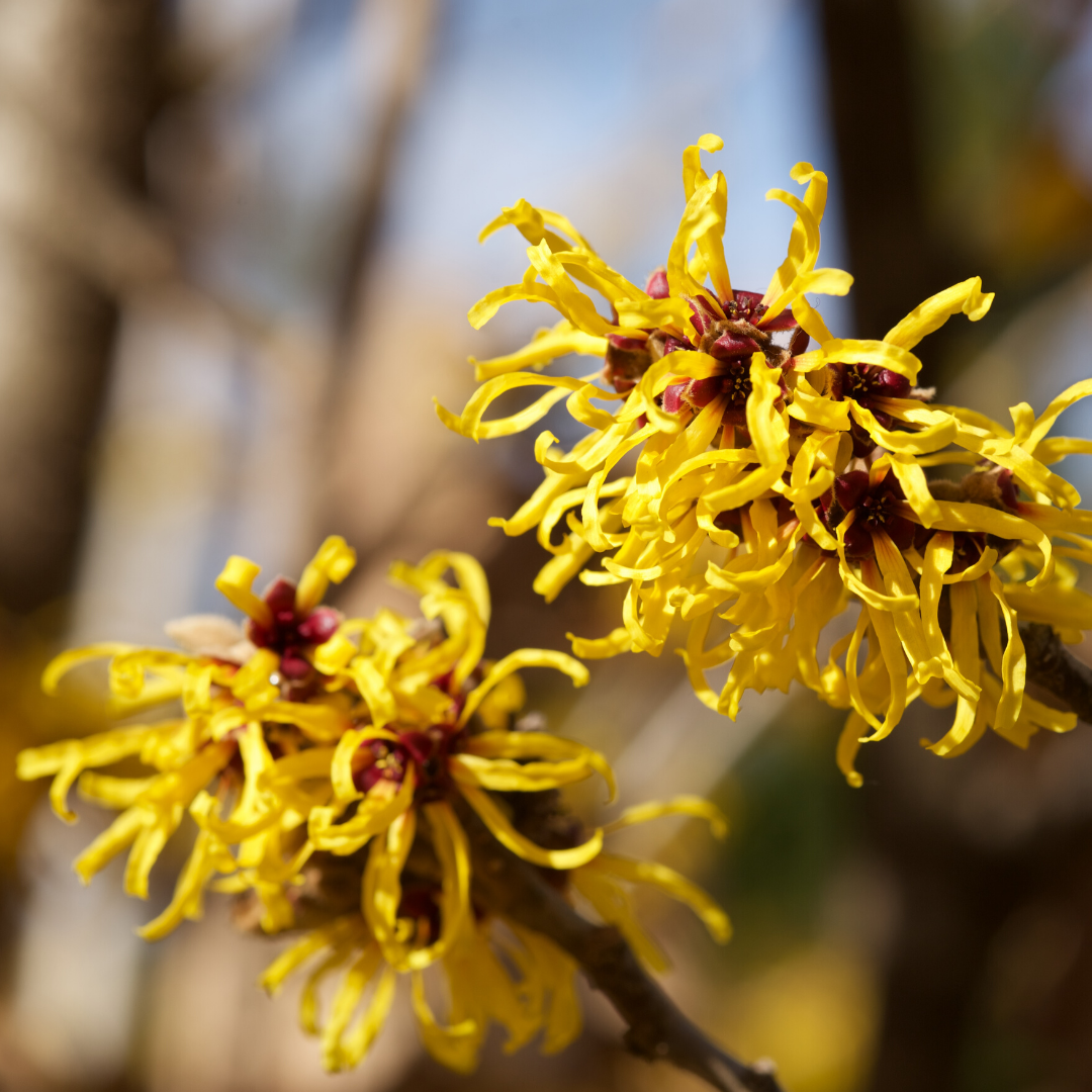 Organic Witch Hazel Extract